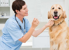 寵物DR設(shè)備 寵物DR設(shè)備